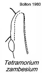 {Tetramorium zambezium}