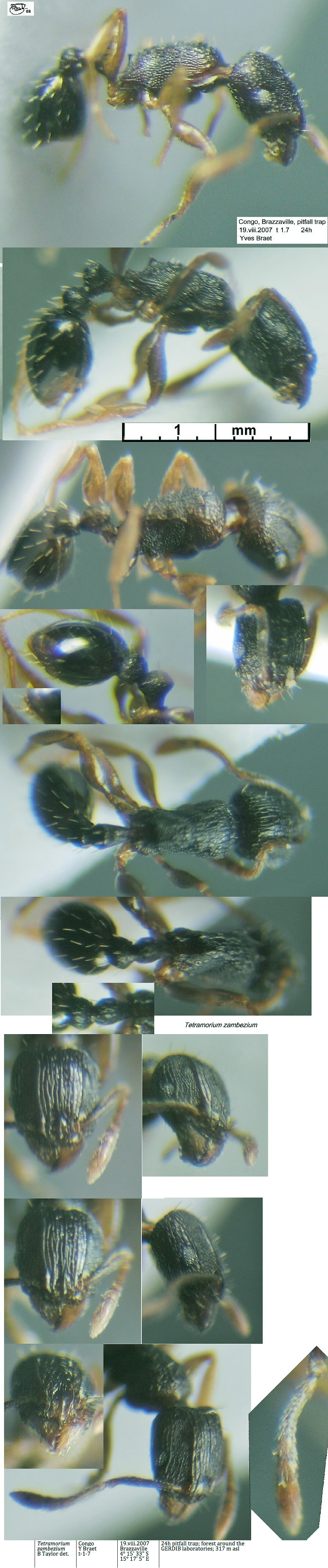 {Tetramorium zambezium}