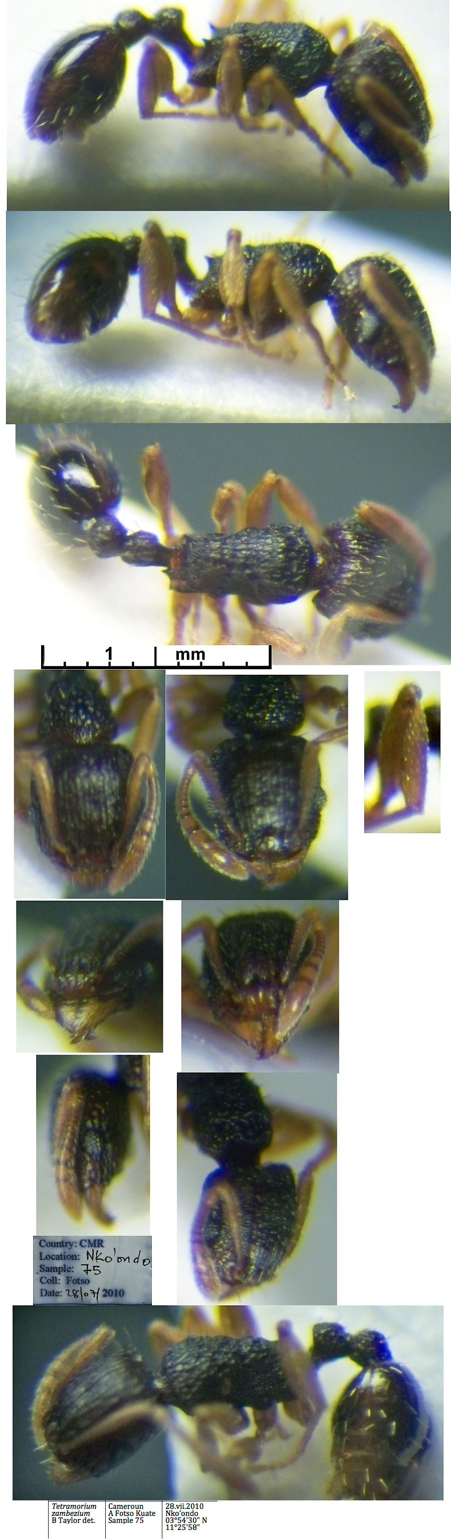 {Tetramorium zambezium}