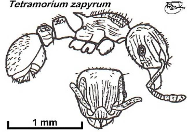 Tetramorium ? zapyrum