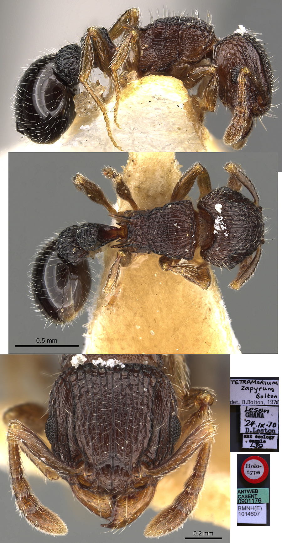 {Tetramorium zapyrum}