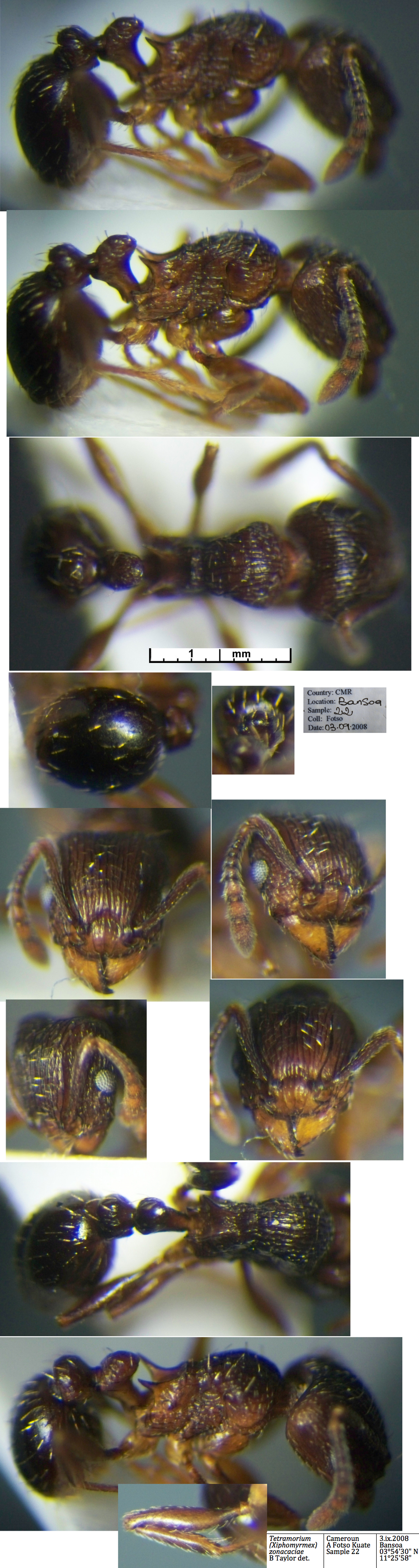 {Tetramorium zonacaiae}