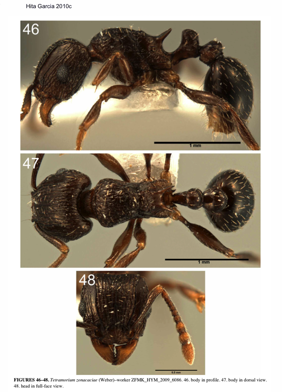 {Tetramorium zonacaciae}