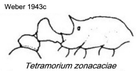 {Tetramorium zonacaciae}