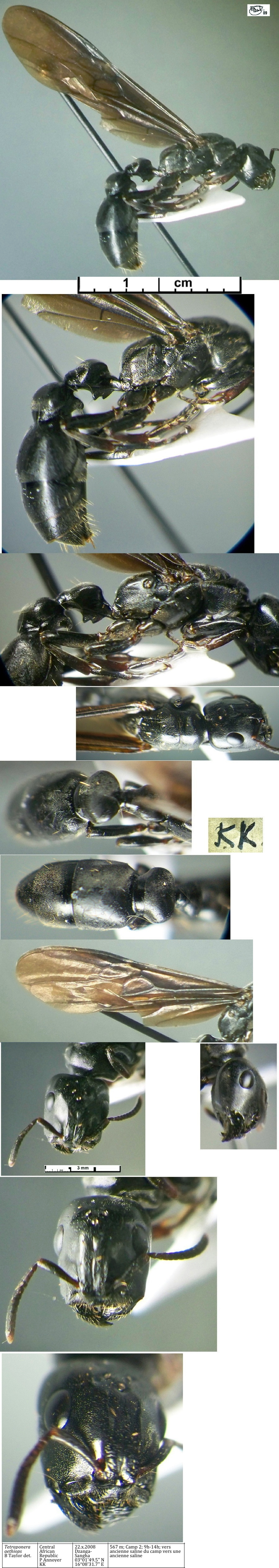 {Tetraponera aethiops queen}