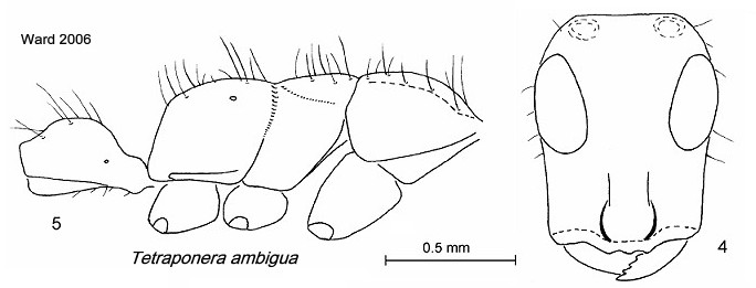 {Tetraponera ambigua}