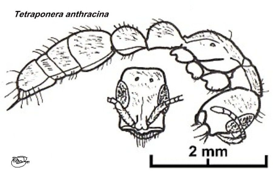 {Tetraponera anthracina}