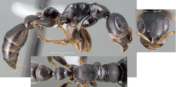 {Tetraponera anthracina}