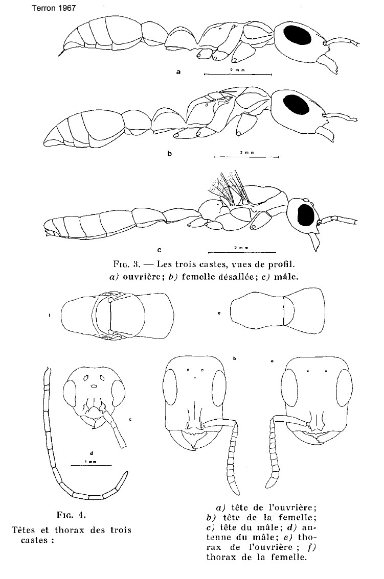 {Tetraponera anthracina}