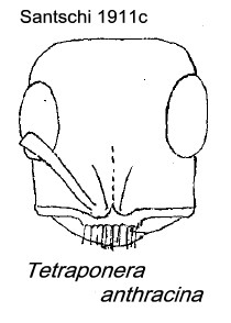 {Tetraponera anthracina}