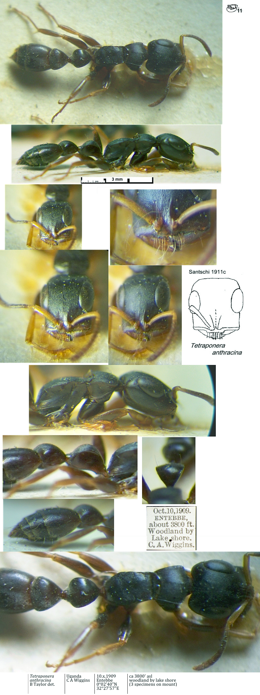 {Tetraponera anthracina}