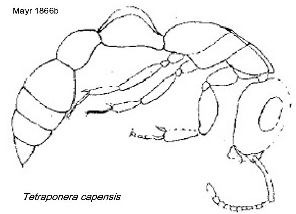 {Tetraponera capensis}