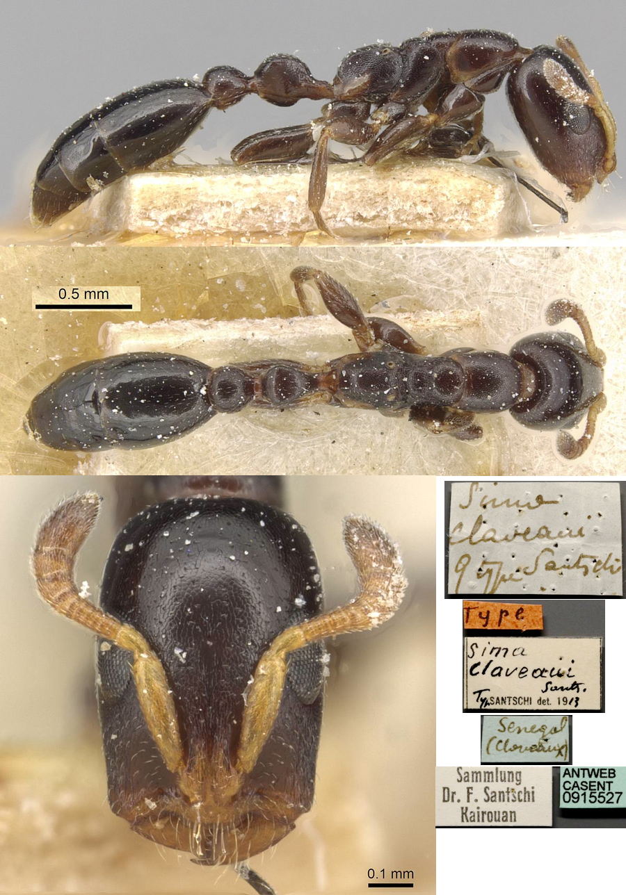 Tetraponera claveaui