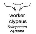 {Tetraponera clypeatus}