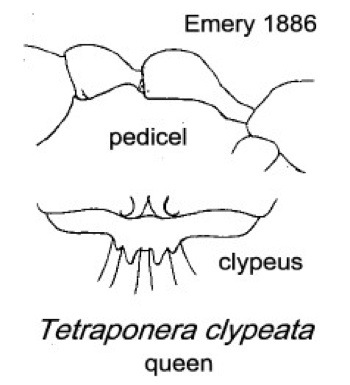 {Tetraponera clypeata}