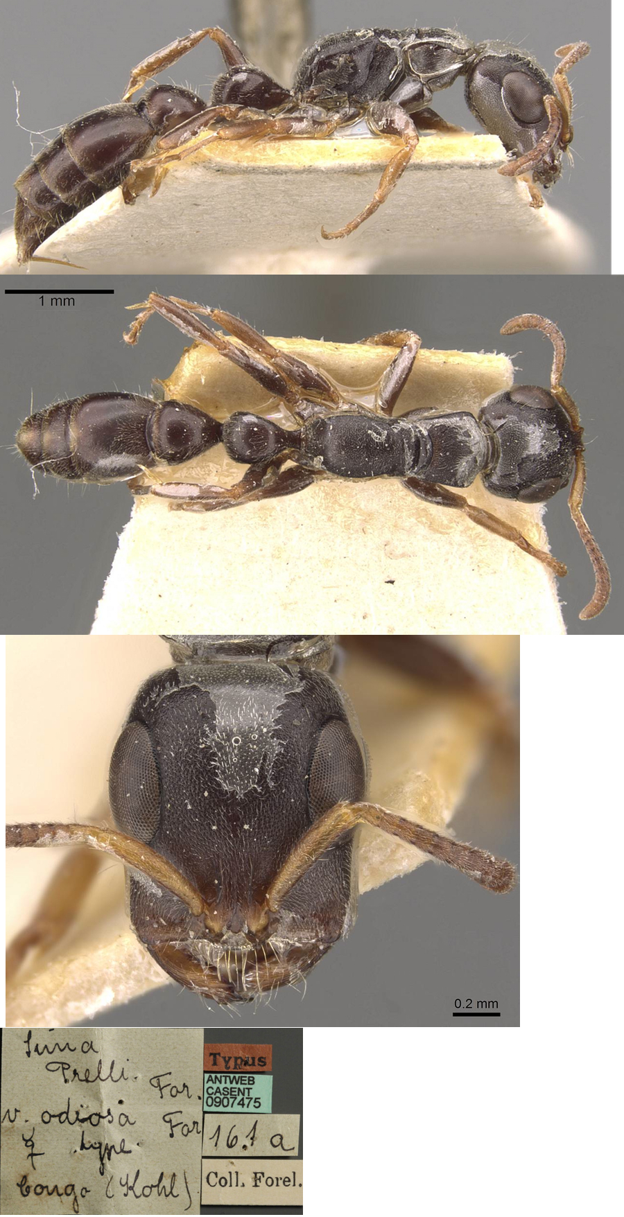 Tetraponera enacerata odiosa