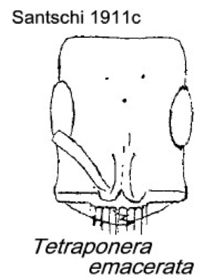 {Tetraponera emacerata}