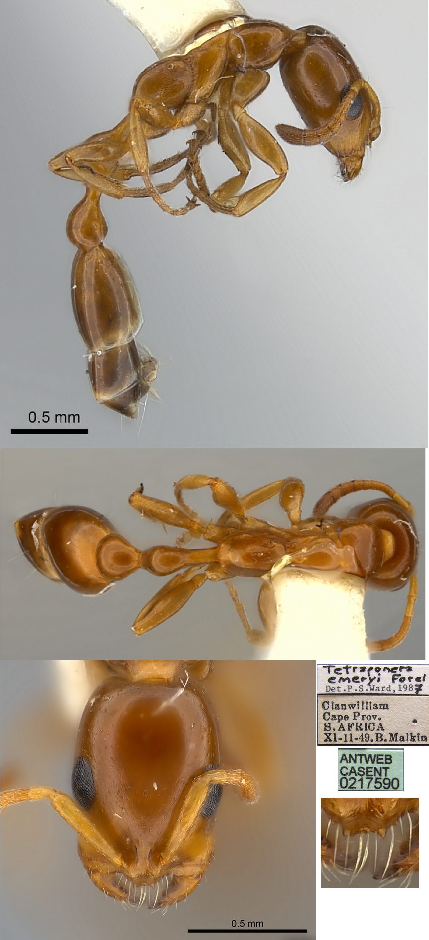 {Tetraponera emeryi}