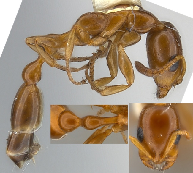 Tetraponera emeryi