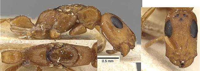 Tetraponera encephala