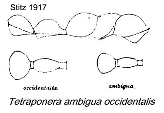 {Tetraponera ambigua}