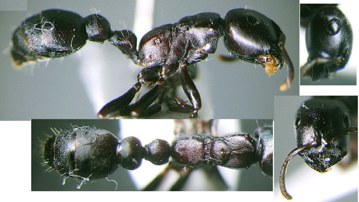 Tetraponera latifrons