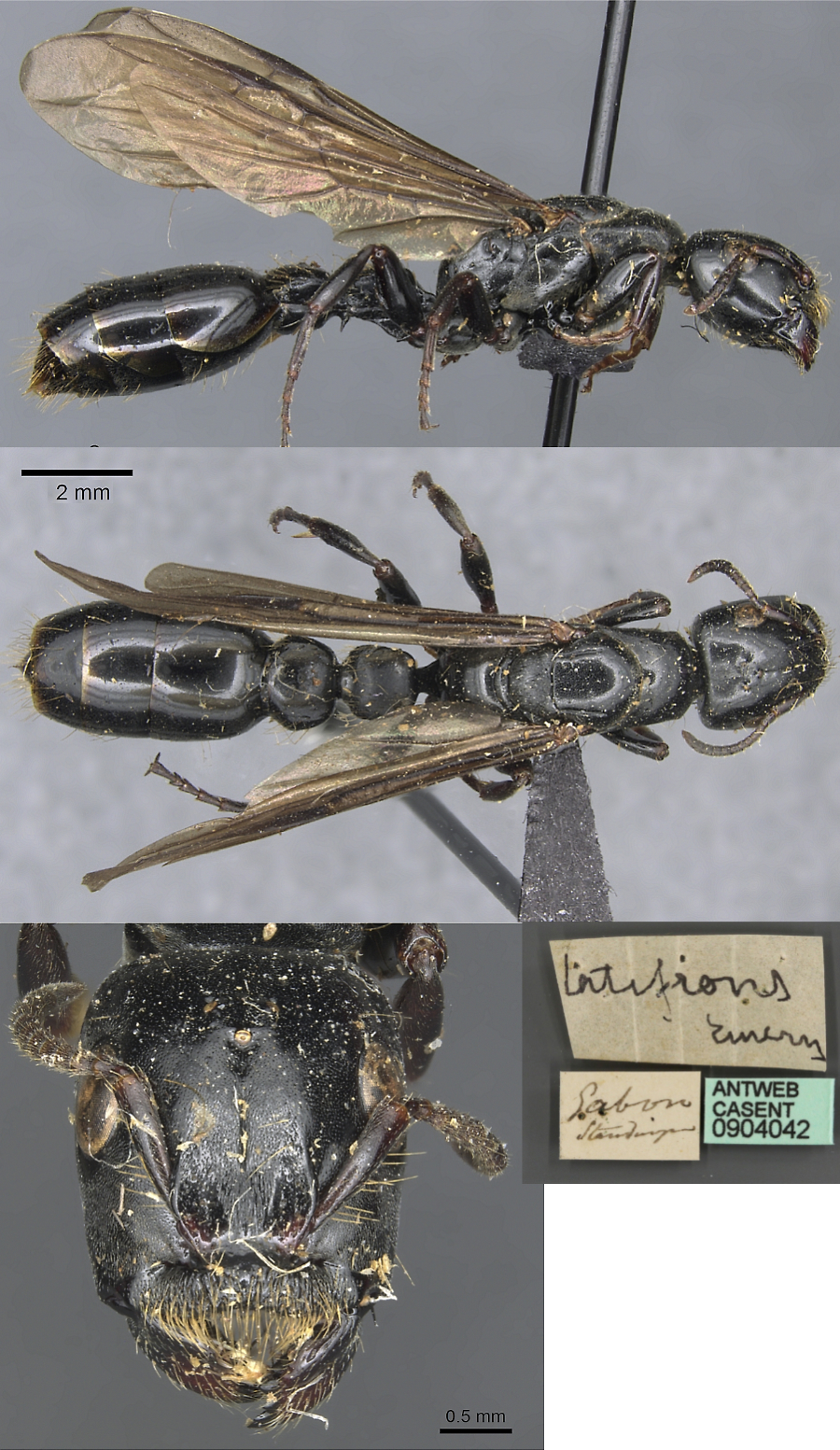 Tetraponera latifrons