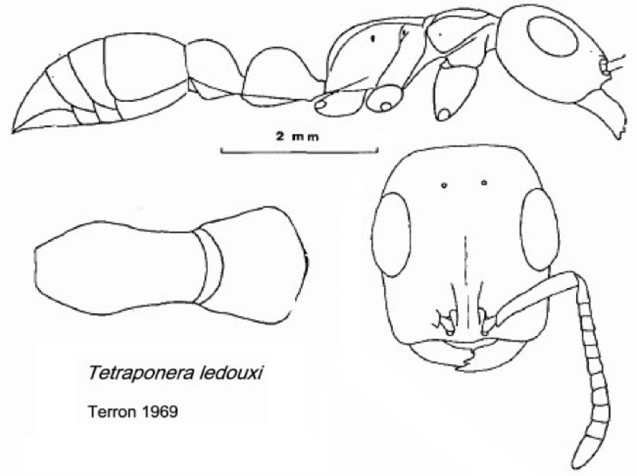 {Tetraponera ledouxi}