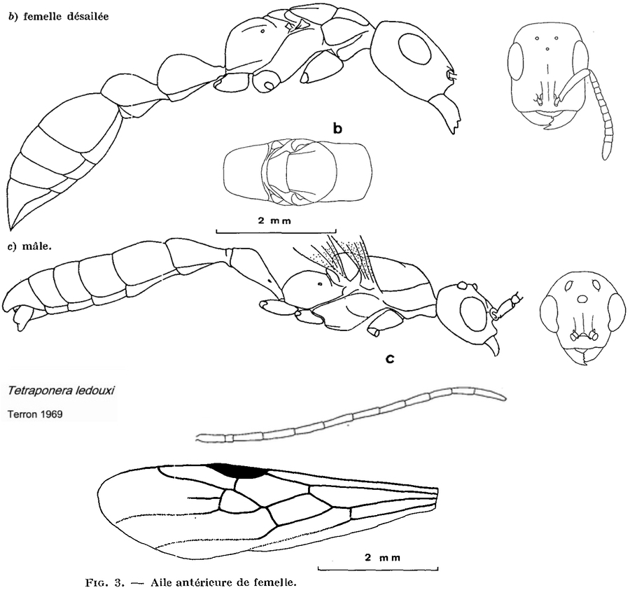 {Tetraponera ledouxi sexuals}