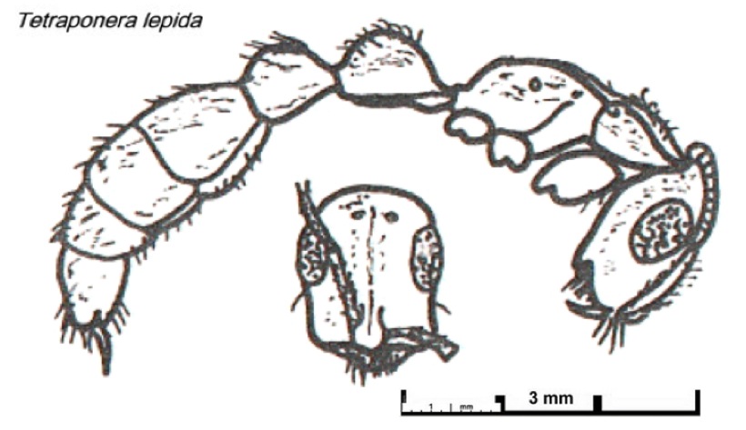 {Tetraponera species}