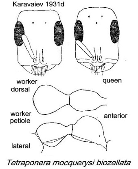 {Tetraponera mocquerysi biozellata}