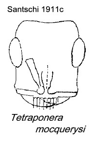 {Tetraponera mocquerysi}