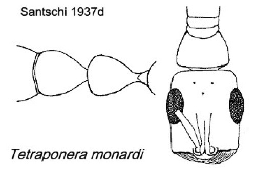 {Tetraponera monardi}