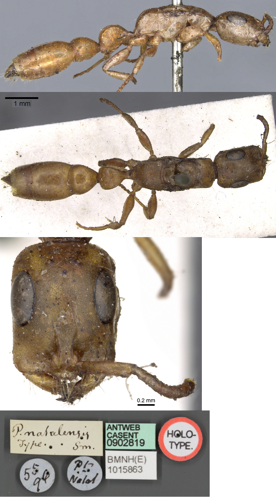 Tetraponera natalensis