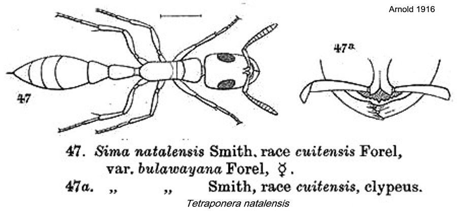 {Tetraponera natalensis}