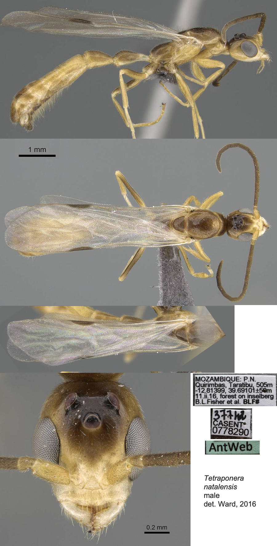 {Tetraponera natalensis queen}