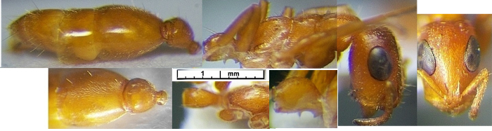 Tetraponera n sp fohlen