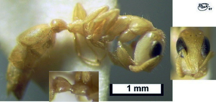 Tetraponera ophthalmica