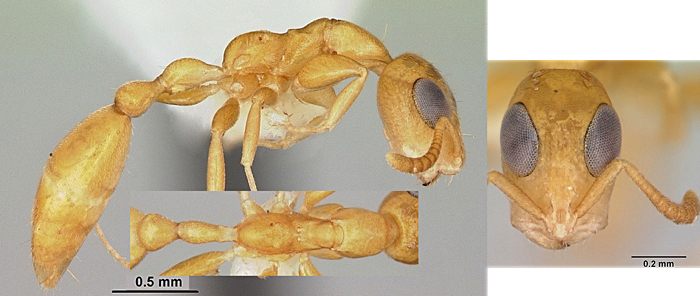 Tetraponera parops