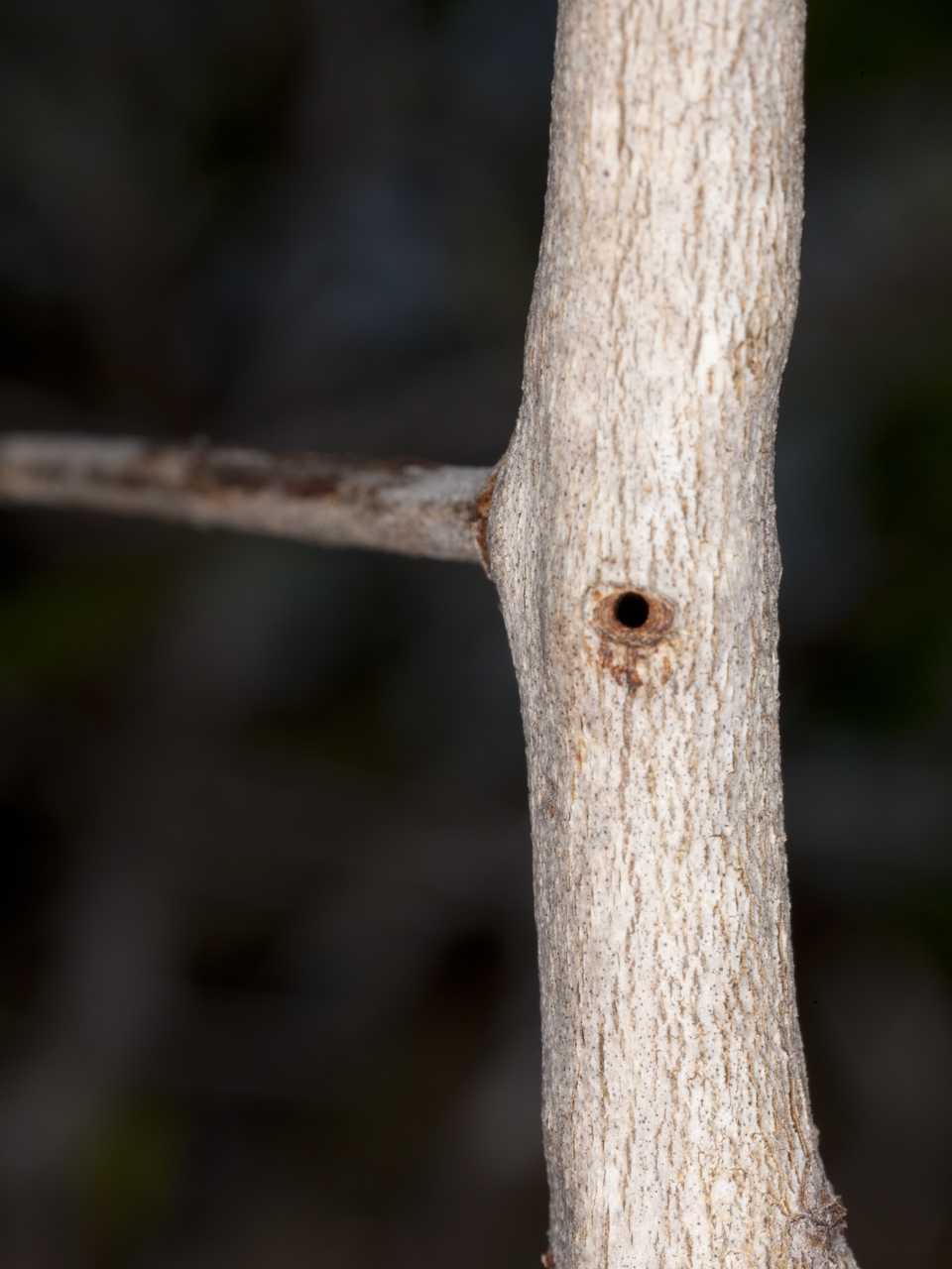 {Tetraponera penzigi nest}