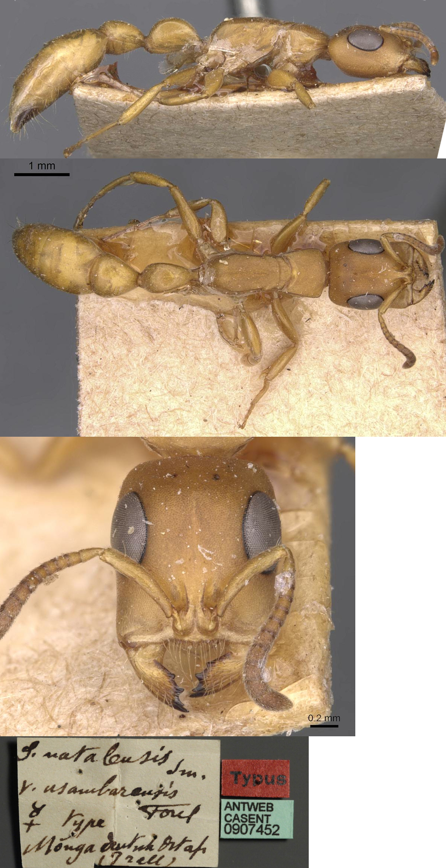 Tetraponera prelli usambarensis