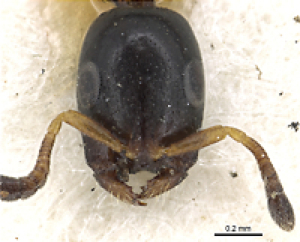 Tetraponera scotti worker head