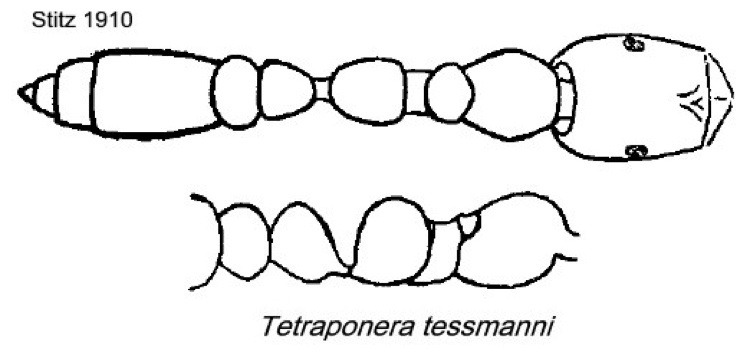 {Tetraponera tessmanni}