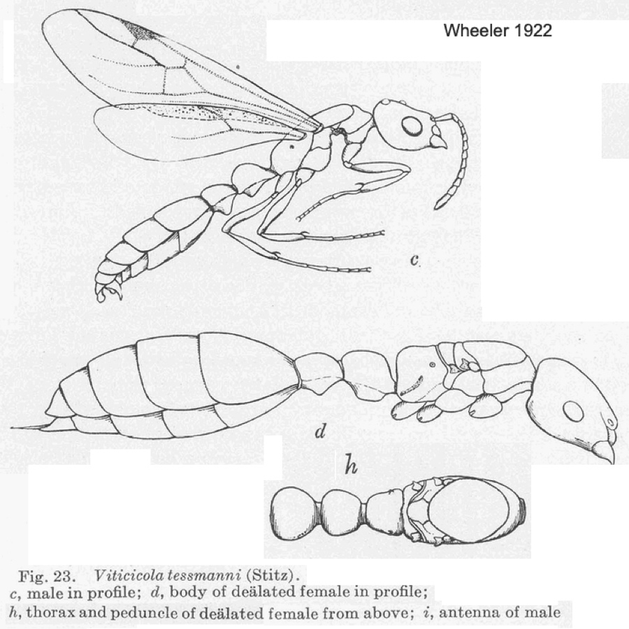 Tetraponera tessmani sexuals