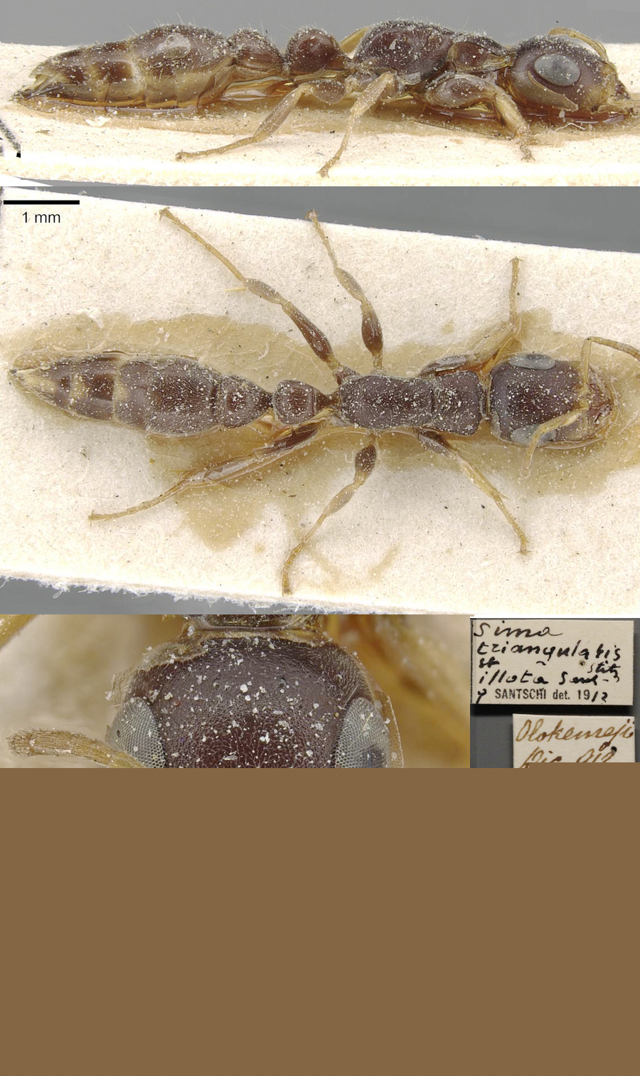 {Tetraponera triangularis}