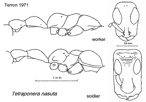 {Tetraponera nasuta}