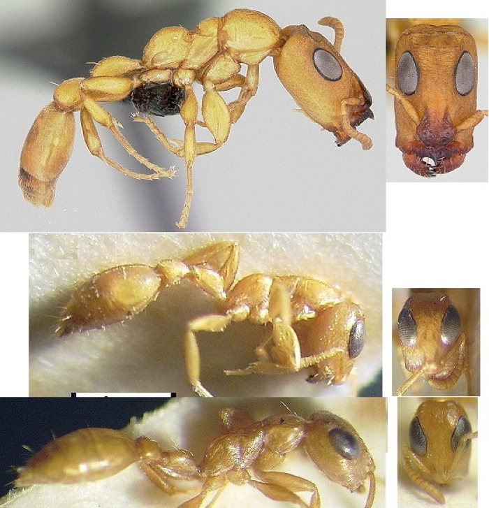 {Tetraponera unidens morphs}