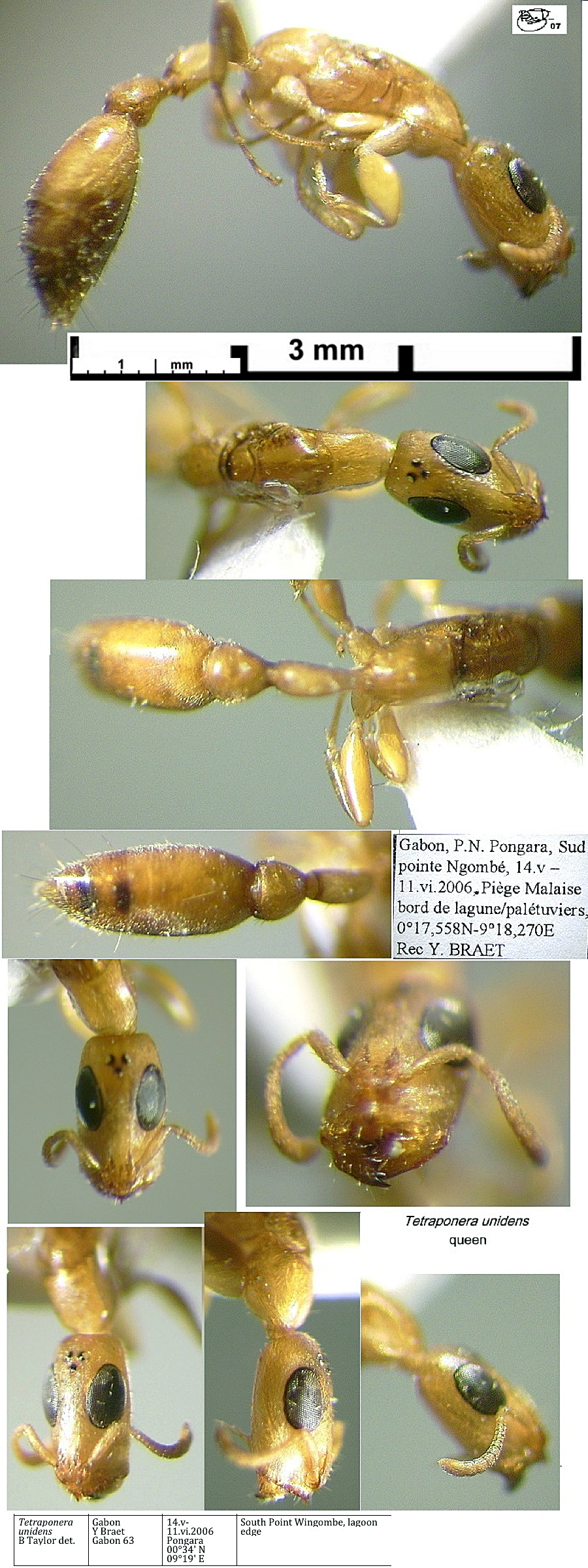 {Tetraponera unidens queen}