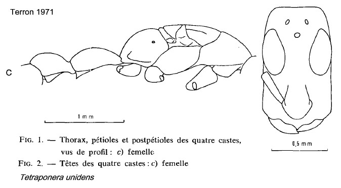 {Tetraponera unidens minor}