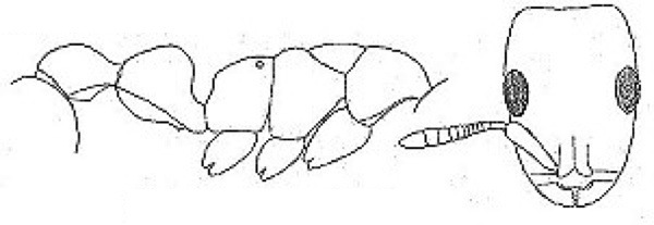 {Tetraponera zavattarii}